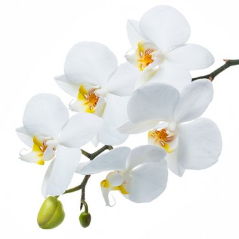 Стол обеденный Танго белый/Орхидея в Зелёном Бору - zelyonyj-bor.mebel54.com | фото